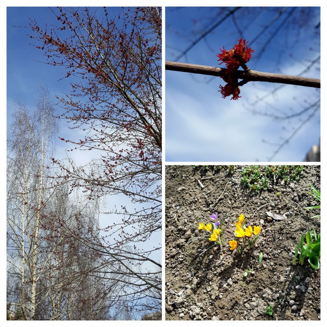 20240327_145548-COLLAGE.jpg