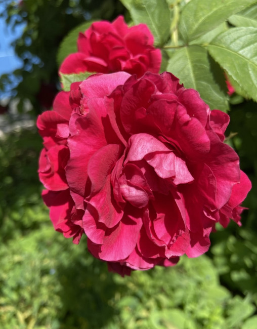 IMG_1875.jpeg