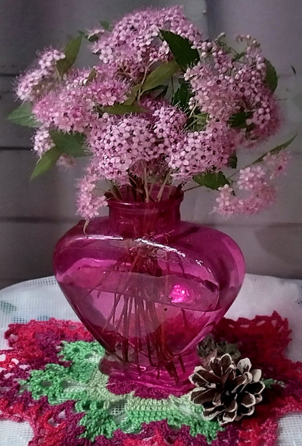 Спирея