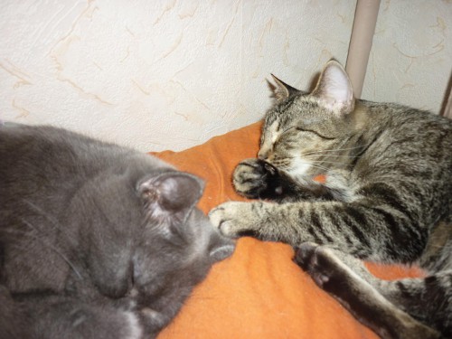 P1000276+.JPG