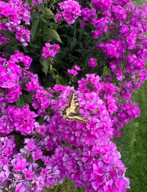 IMG_3447.jpeg