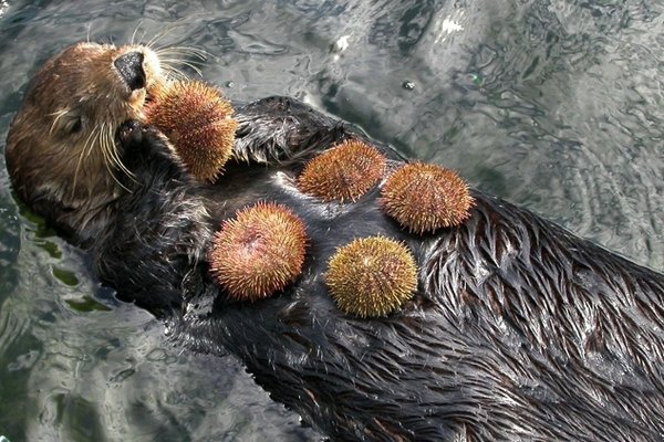 Калан наловил морских ежей.jpg