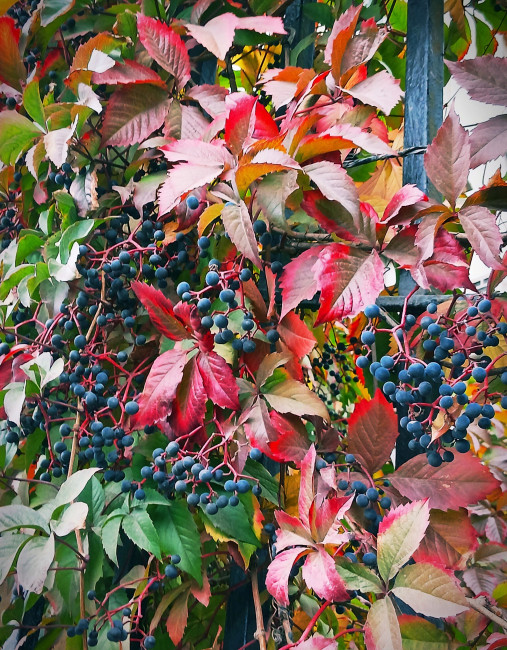 На Ленинградском проспекте в октябре...