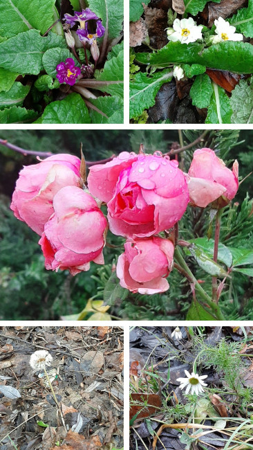 20251207_143050-COLLAGE.jpg