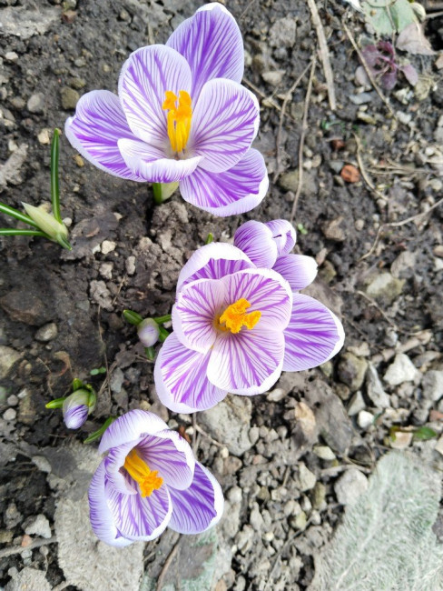 крокусы.jpg