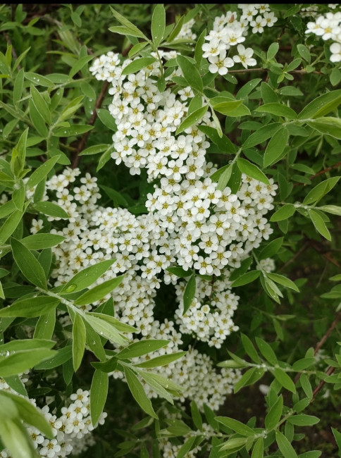 IMG_20260510_040619.jpg