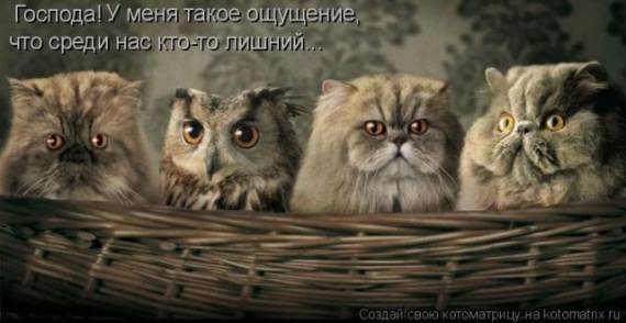 - коты и сова.jpg