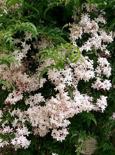 Jasminum_polyanthum.jpg