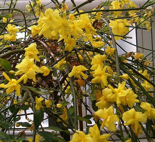 jasmine4.jpg