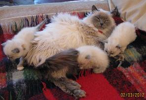 котята 1.JPG