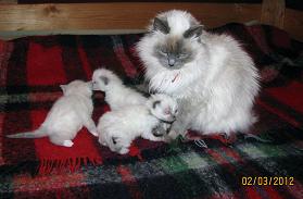 котята 2.JPG