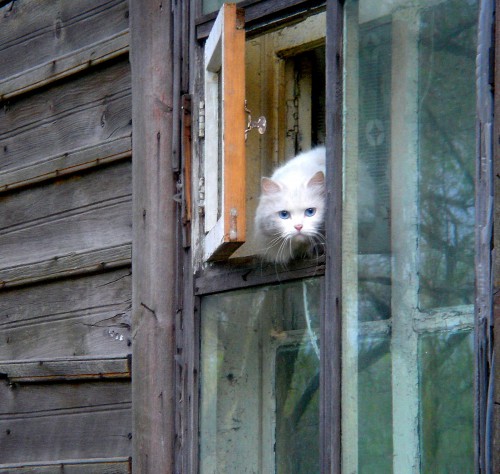белый кот