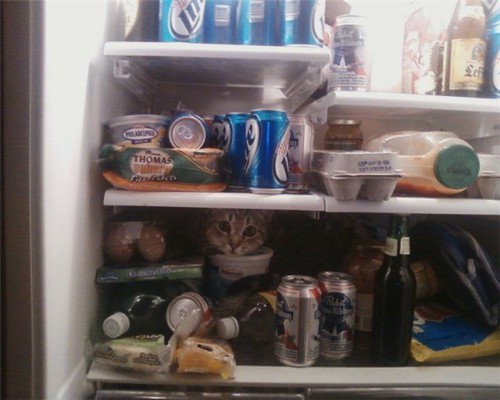 cats_03.jpg