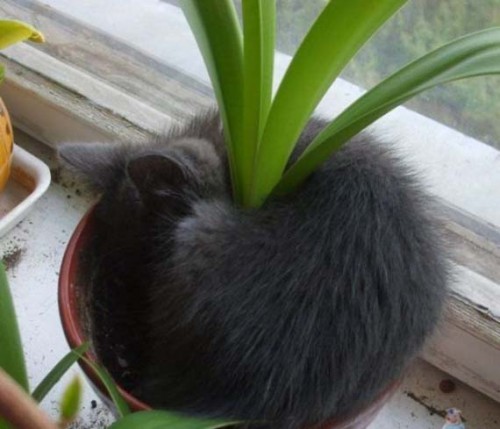 cats_19.jpg