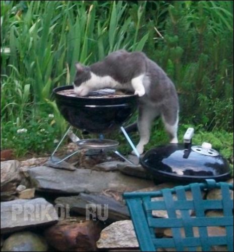 cats-and-food-05.jpg
