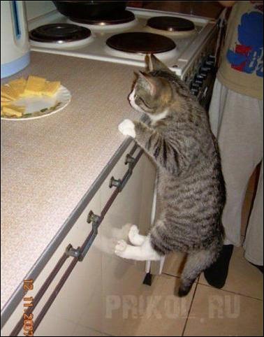cats-and-food-12.jpg