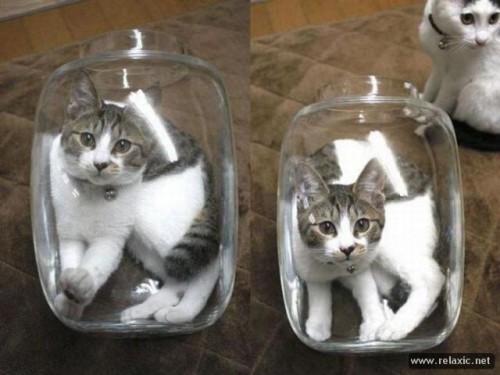 2cats_004.jpg