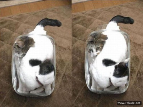 2cats_002.jpg