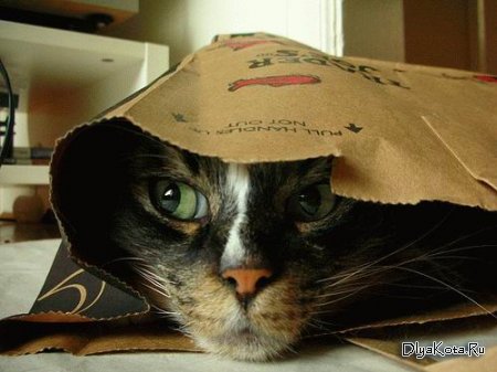 1265850727_cat_30_42.jpg