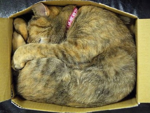 1272302947_cats_sleeping_in_box_19.jpg