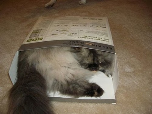 1272302952_cats_sleeping_in_box_20.jpg