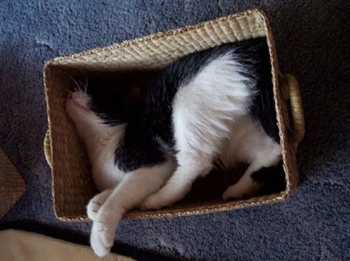 1272302976_cats_sleeping_in_box_06.jpg