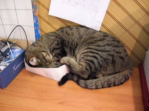 1272302984_cats_sleeping_in_box_23.jpg