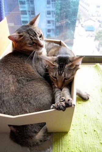 1272303016_cats_sleeping_in_box_14.jpg