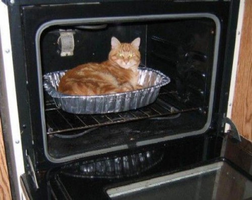 Bash_cats.jpg