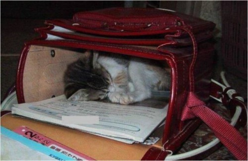 sleepingcat12.jpg