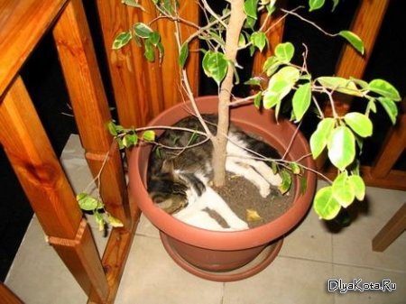 1265850661_cat_30_24.jpg