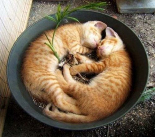 cats_12.jpg