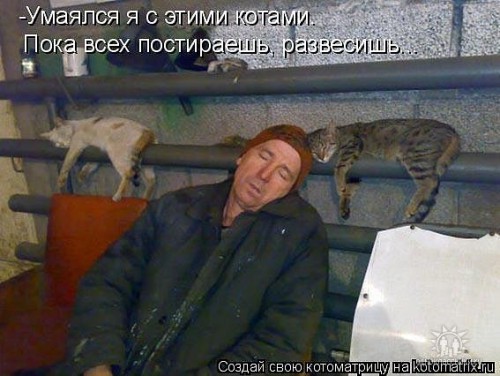 коты.jpeg