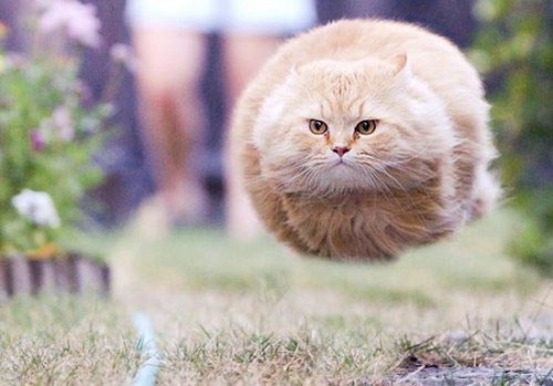 3958918_l6KbGIY4_c.jpg