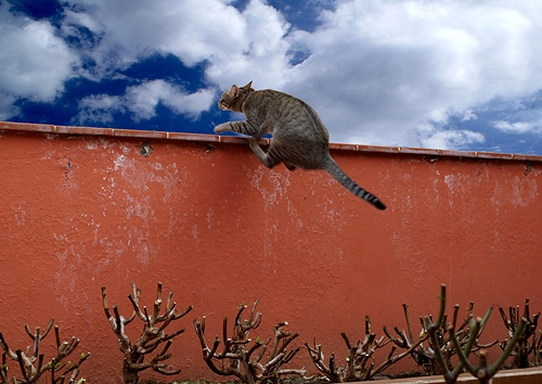 1252304424_kot-cherez-zabor.jpg