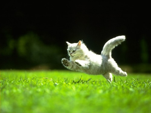 white-cat-running.jpg