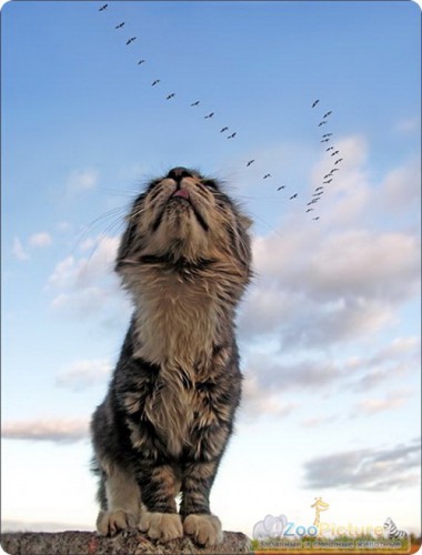 funnycatssel1_06.jpg