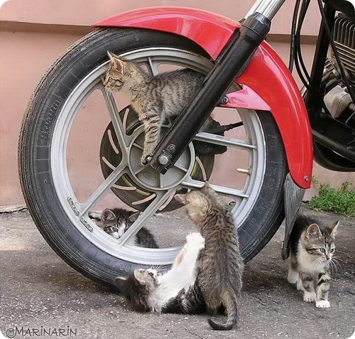 funnycatssel1_30.jpg