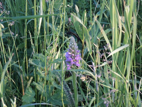 DSC00408.JPG