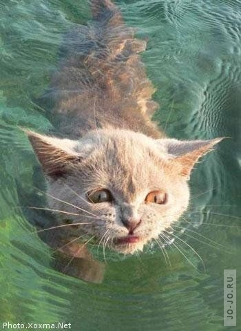 1236470071_cats_water_12.jpg