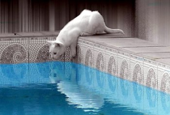 cat-and-water.jpg