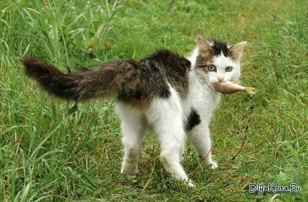 1265850642_cat_30_23.jpg