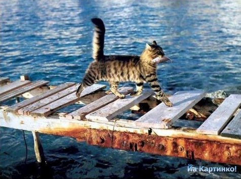 1265920619_hishnik.jpg