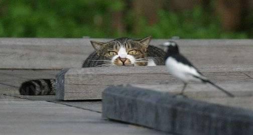 prikol-animal-cat-cach2.jpg