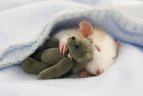 rats_01.jpg