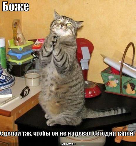 syurpriz-v-tapochkah_1276154559.jpg