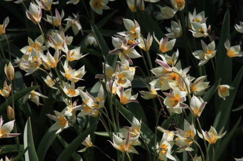 Tulipa Turkestanica