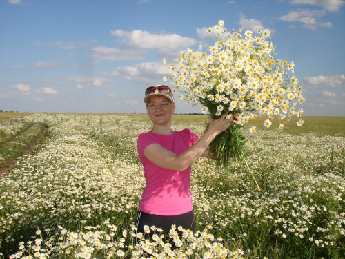 Ромашки с лугов/полей Тульской области!!!
