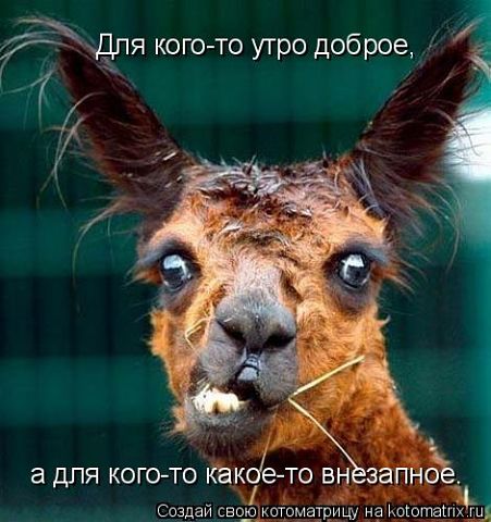 лама.jpg