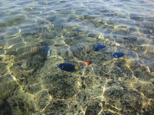 Eilat5.jpg
